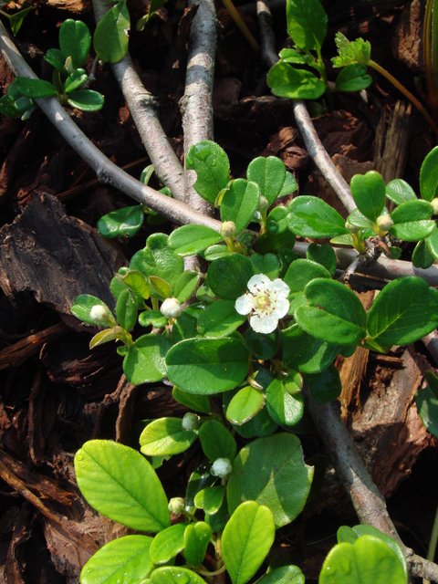 Cotoneaster dammeri fleur P15
